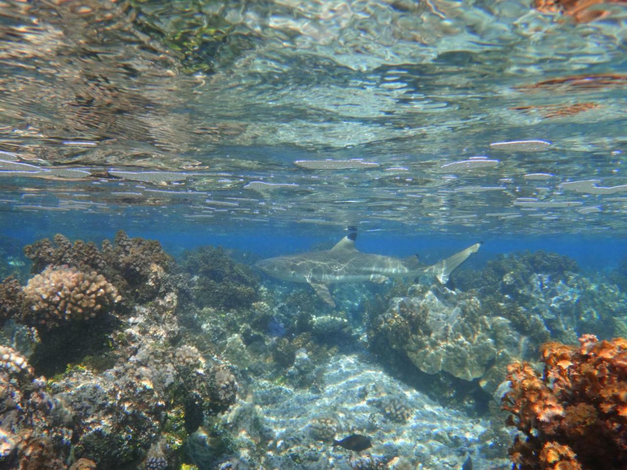 Te Anahau Piti Paea Bagian luar foto